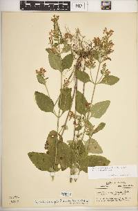 Scutellaria elliptica var. hirsuta image