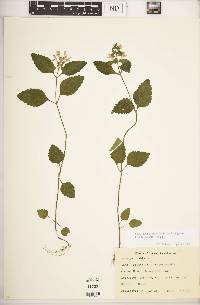 Scutellaria elliptica image