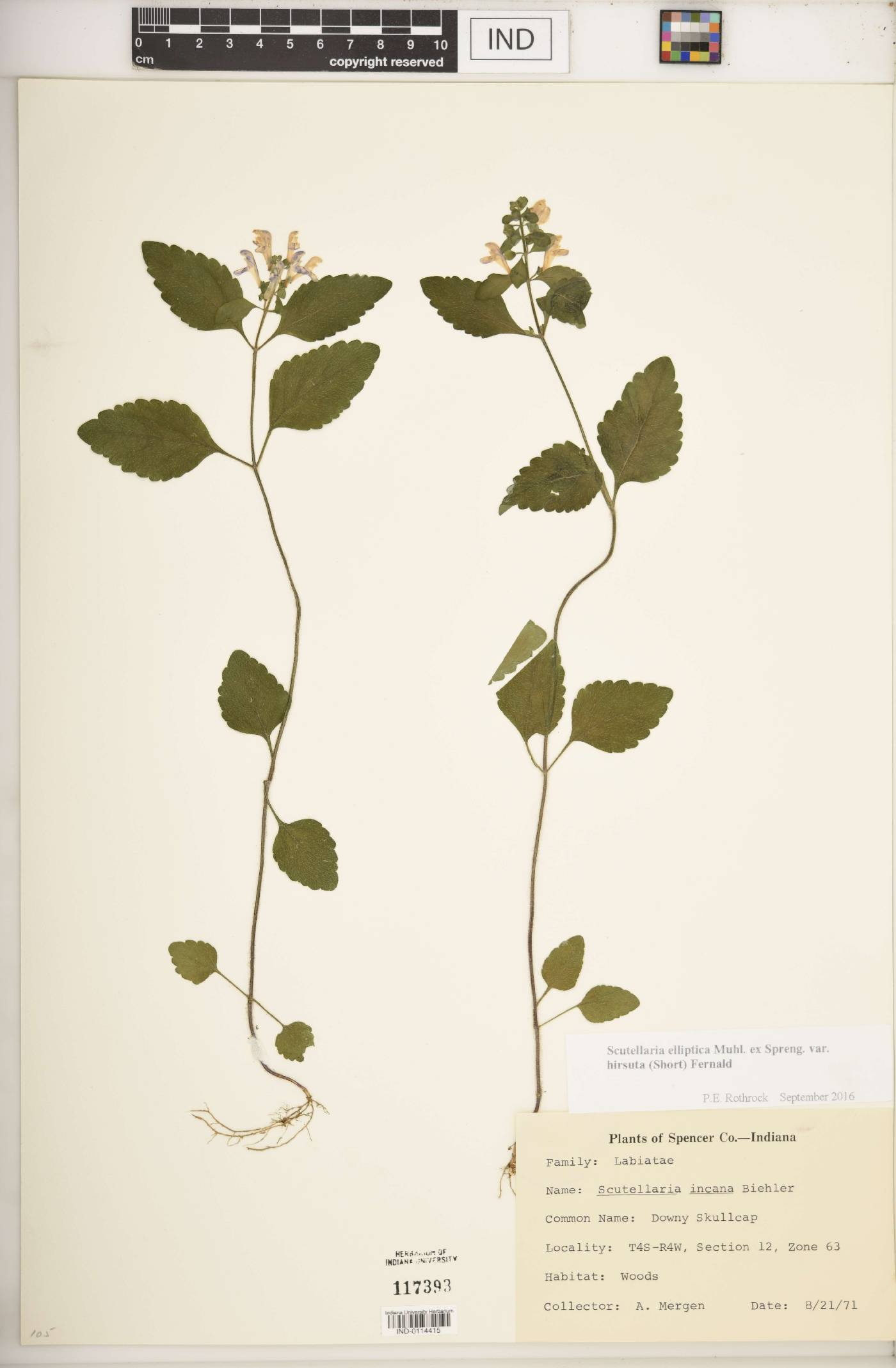 Scutellaria elliptica var. hirsuta image