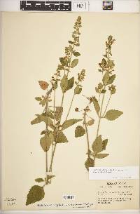 Scutellaria elliptica image