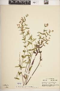 Scutellaria galericulata image