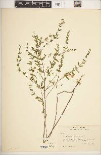 Scutellaria galericulata image