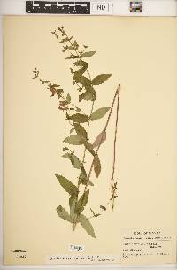 Scutellaria galericulata image