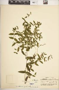 Scutellaria galericulata image