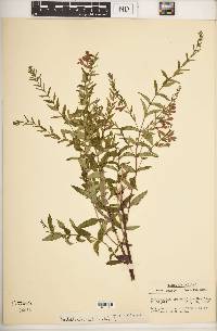 Scutellaria galericulata image