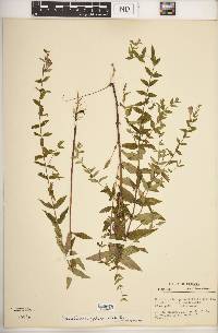 Scutellaria galericulata image