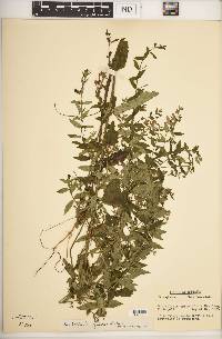 Scutellaria galericulata image