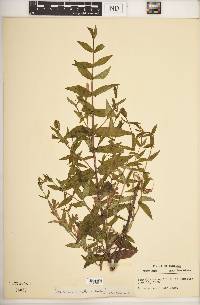 Scutellaria galericulata image