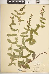 Scutellaria galericulata image