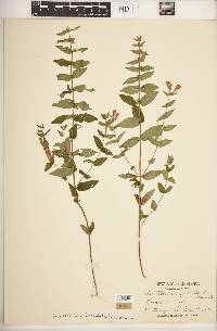 Scutellaria galericulata image