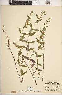 Scutellaria galericulata image