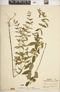 Scutellaria galericulata image