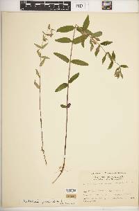 Scutellaria galericulata image