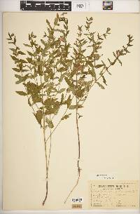 Scutellaria galericulata image