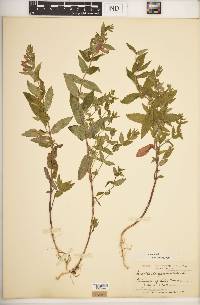 Scutellaria galericulata image