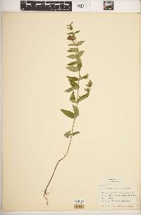 Scutellaria galericulata image