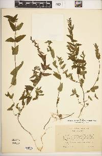 Scutellaria galericulata image