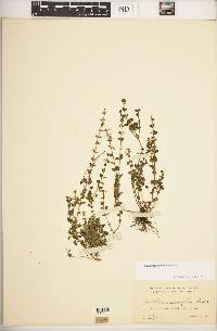 Scutellaria havanensis image