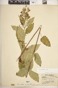 Scutellaria incana image