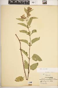 Scutellaria incana image