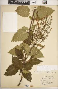 Scutellaria incana image