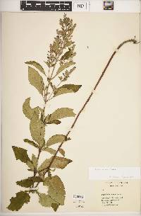 Scutellaria incana image