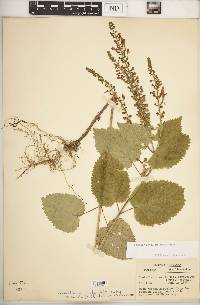 Scutellaria ovata image