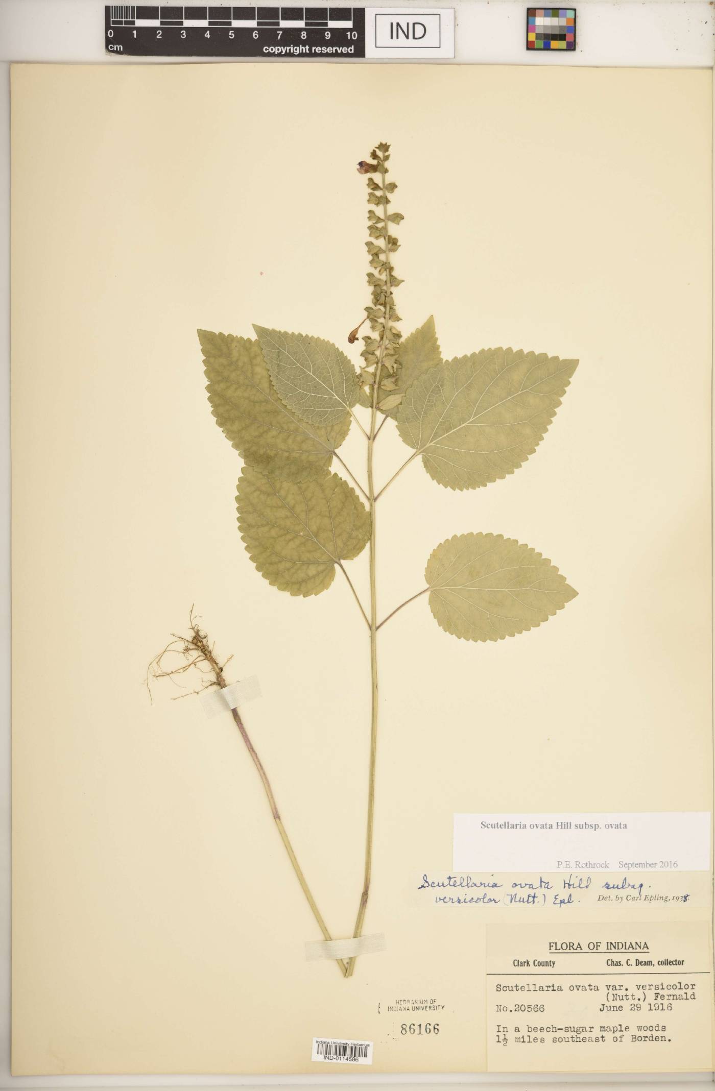 Scutellaria ovata subsp. ovata image