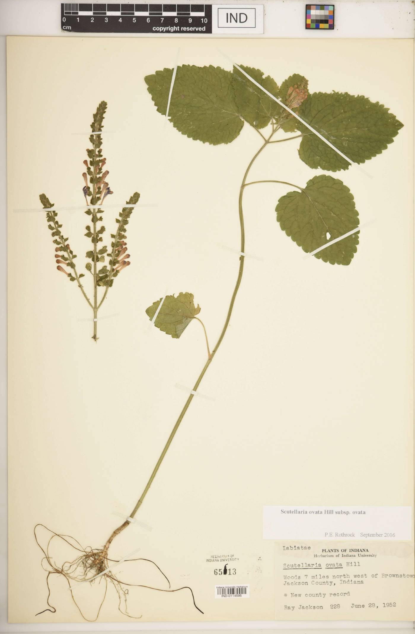 Scutellaria ovata subsp. ovata image