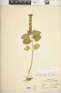 Scutellaria ovata image