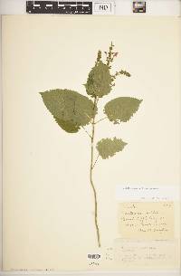 Scutellaria ovata image