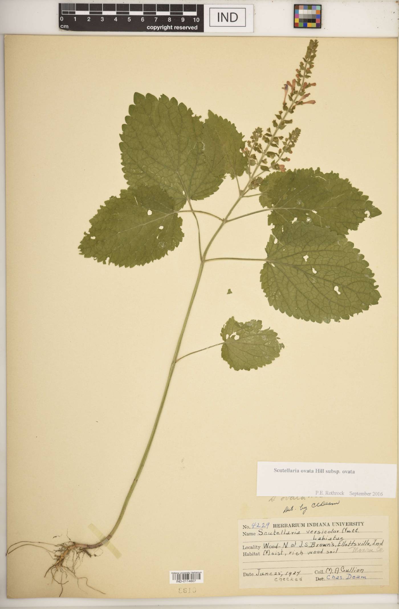 Scutellaria ovata subsp. ovata image