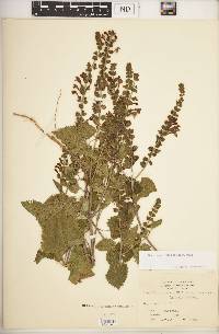 Scutellaria ovata image