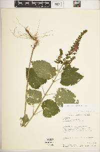 Scutellaria ovata subsp. ovata image