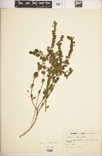 Scutellaria wrightii image