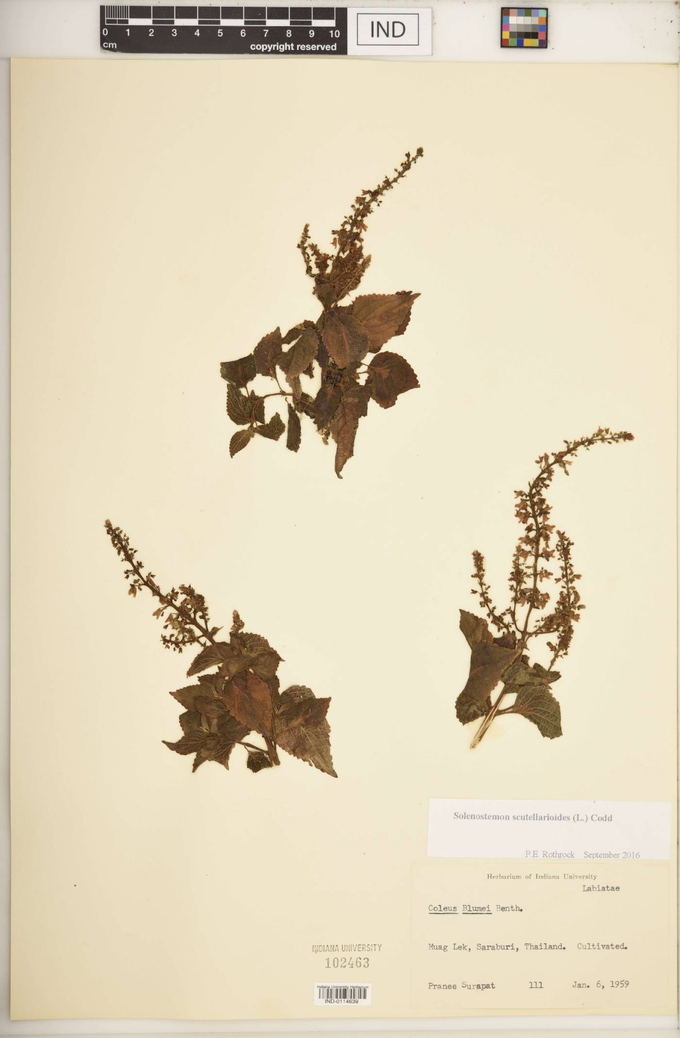 Solenostemon scutellarioides image