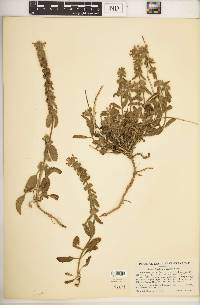 Stachys ajugoides image