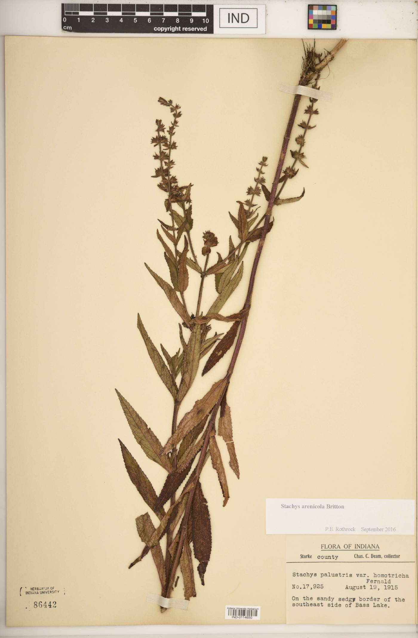 Stachys arenicola image
