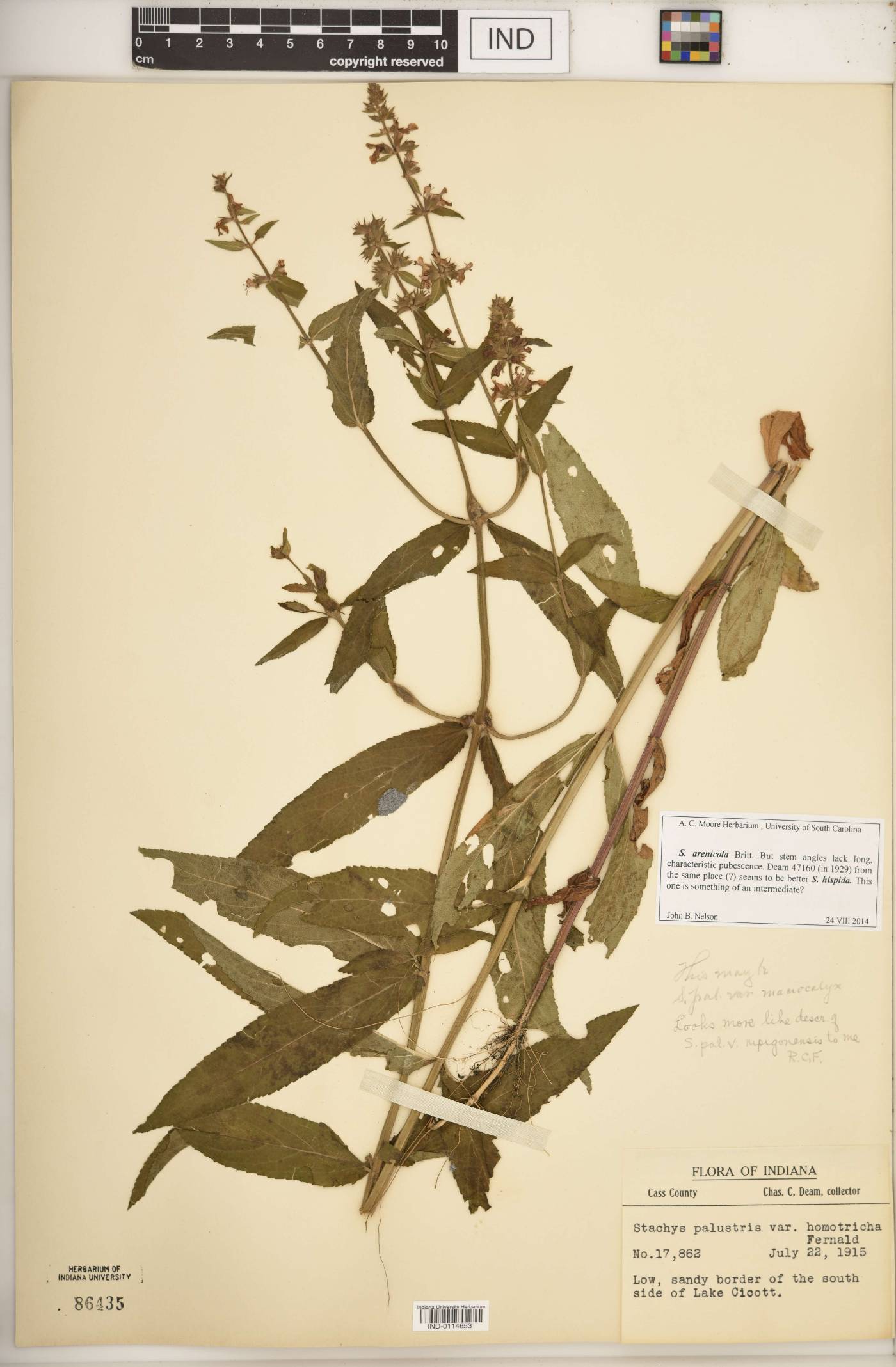 Stachys arenicola image