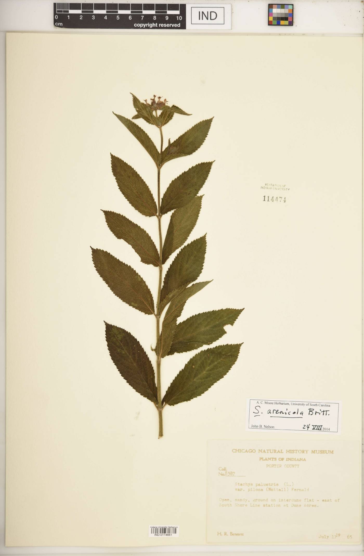 Stachys arenicola image