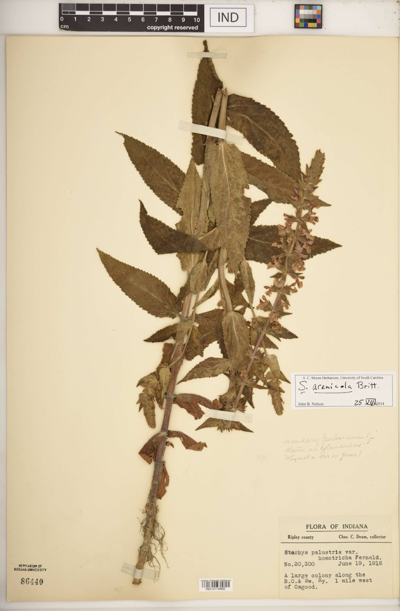 Stachys arenicola image