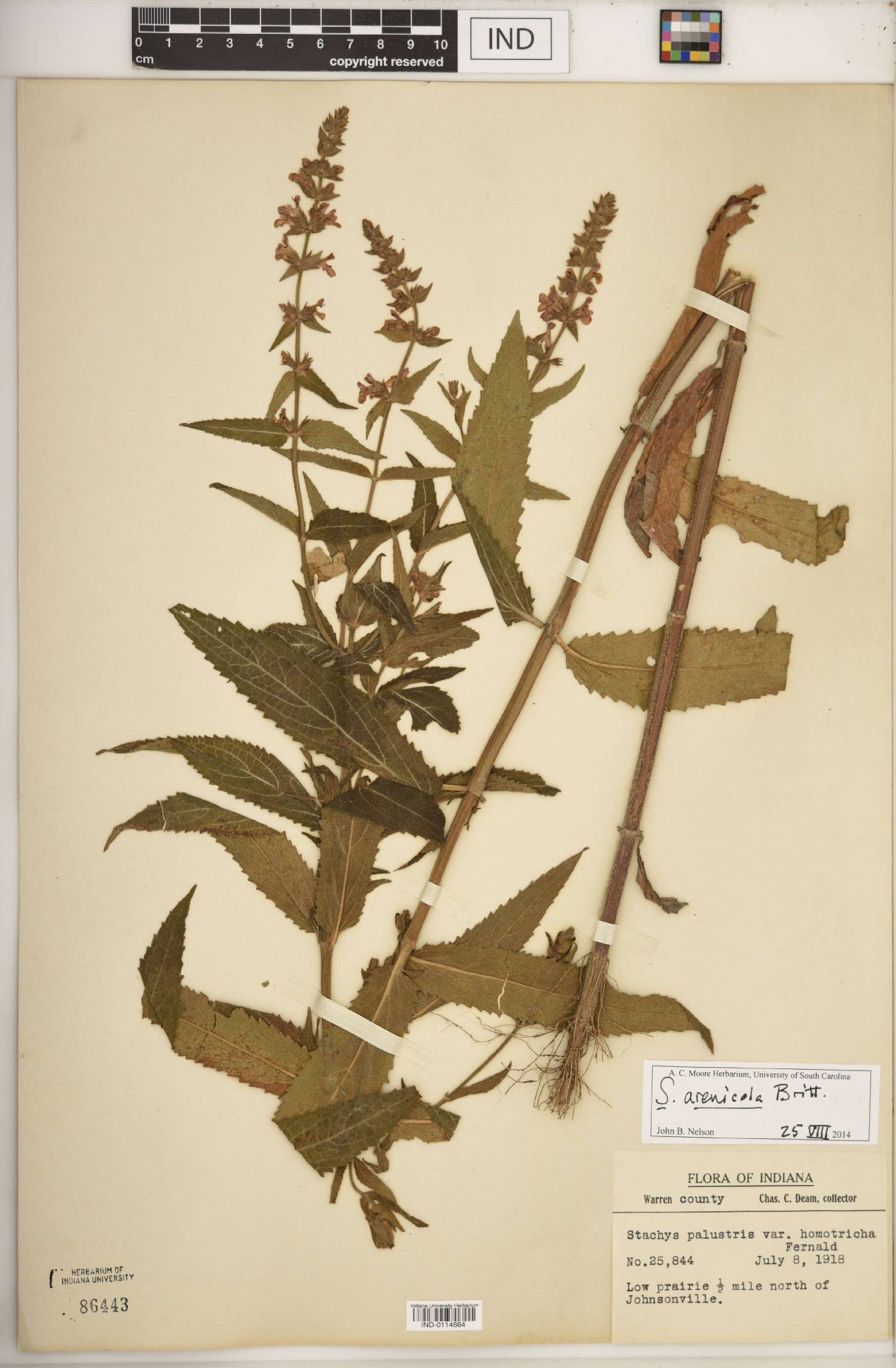 Stachys arenicola image