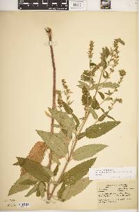 Teucrium canadense var. occidentale image