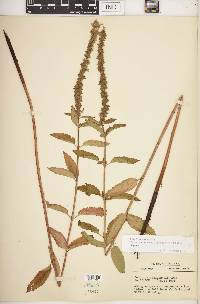 Teucrium canadense var. occidentale image