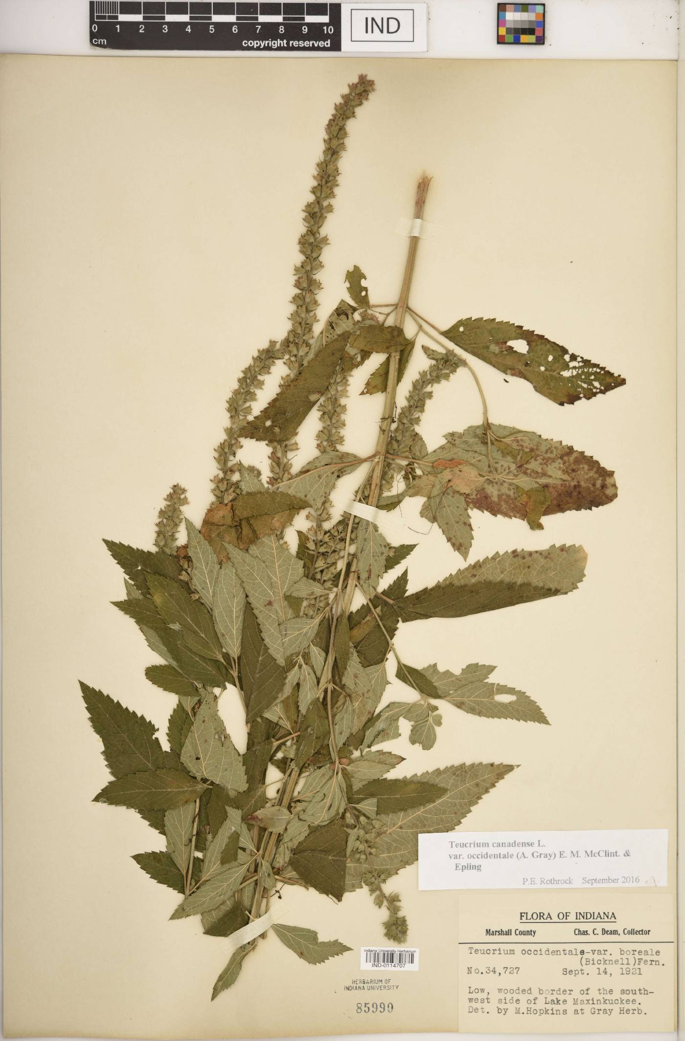 Teucrium canadense var. occidentale image