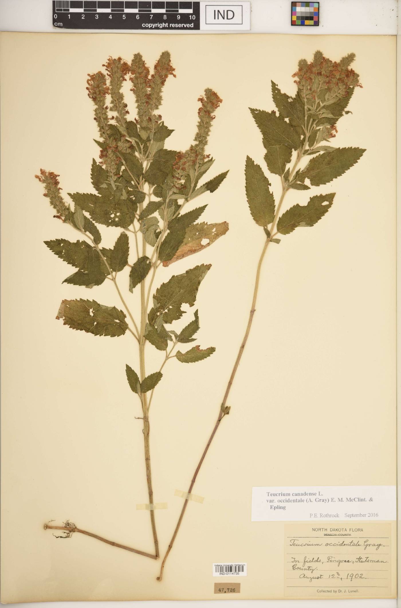 Teucrium canadense var. occidentale image