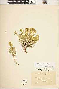 Teucrium polium image