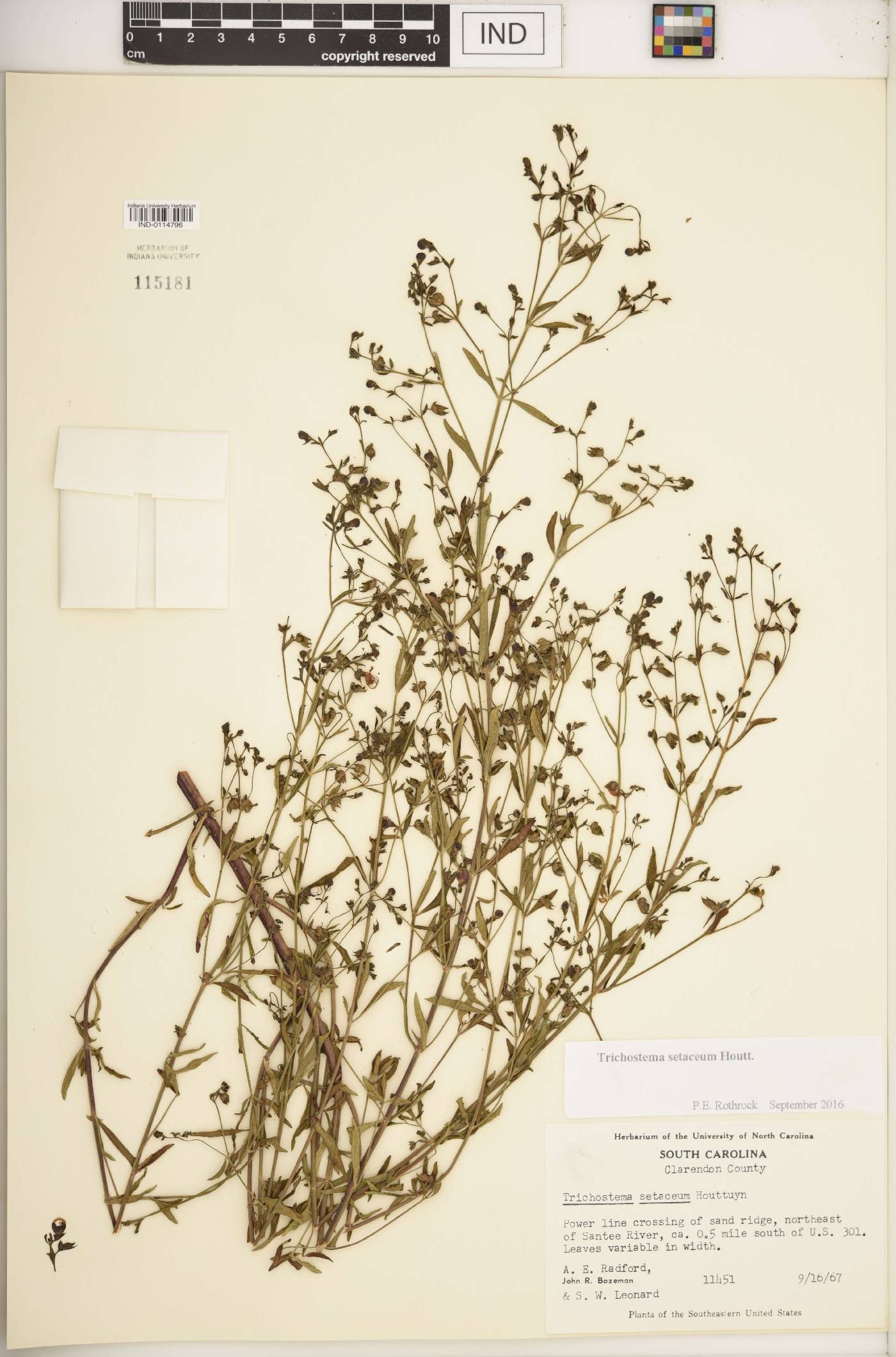 Trichostema setaceum image