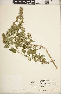 Nepeta cataria image