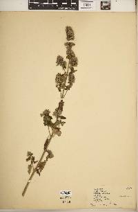 Nepeta cataria image